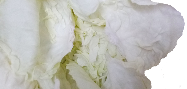 Cabbage(Leafy Vegetable)