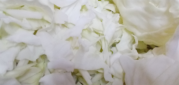 Cabbage(Leafy Vegetable)