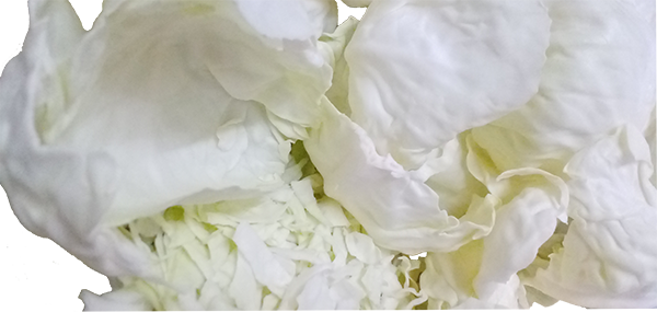 Cabbage(Leafy Vegetable)