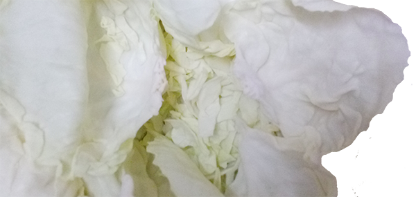 Cabbage(Leafy Vegetable)