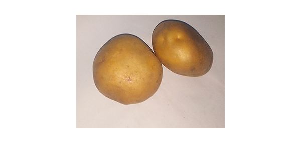 Potato