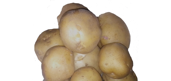 Potato