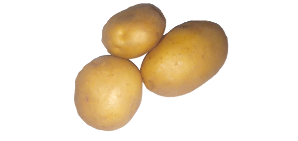 Potato