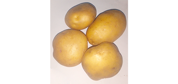 Potato