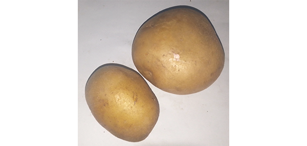 Potato