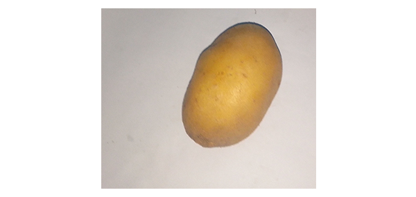 Potato