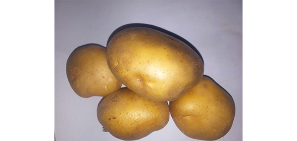 Potato
