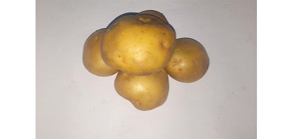 Potato