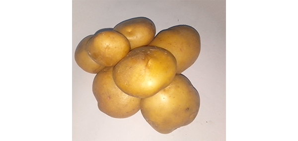 Potato