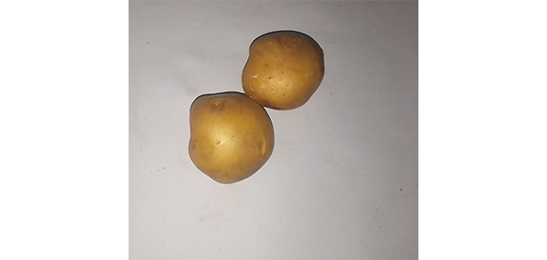 Potato