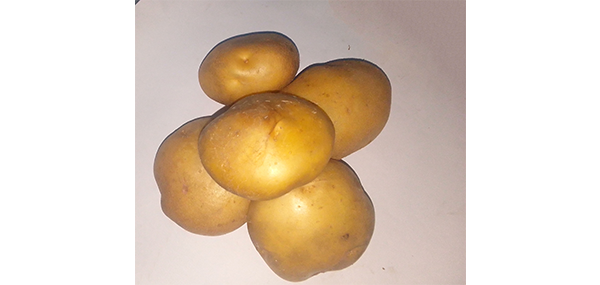 Potato