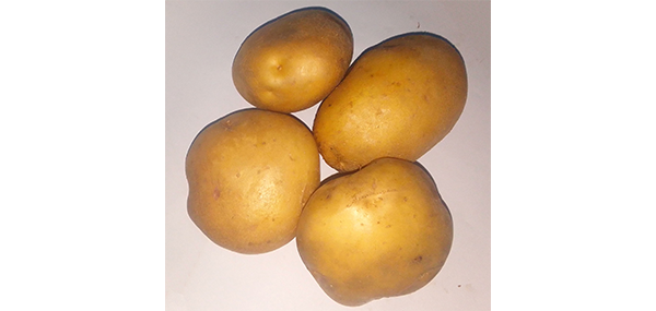 Potato