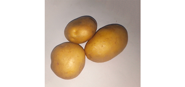 Potato