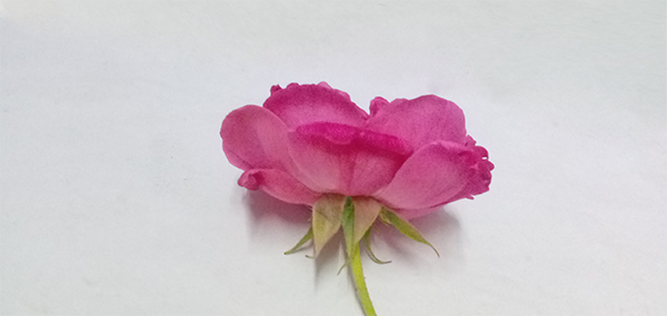 PinkRose 