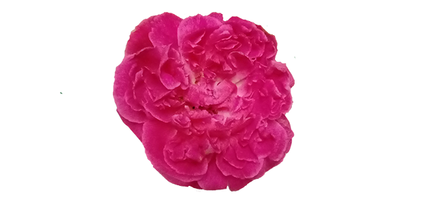 PinkRose 