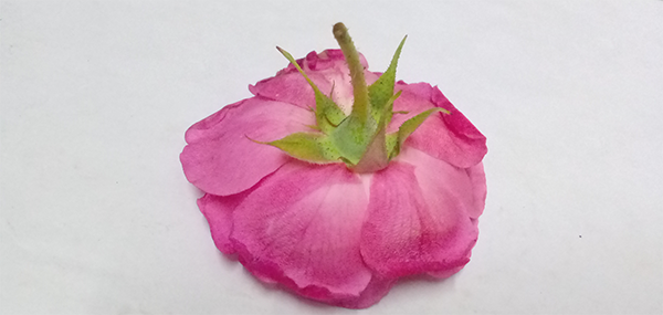PinkRose 