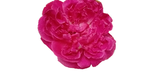 PinkRose 