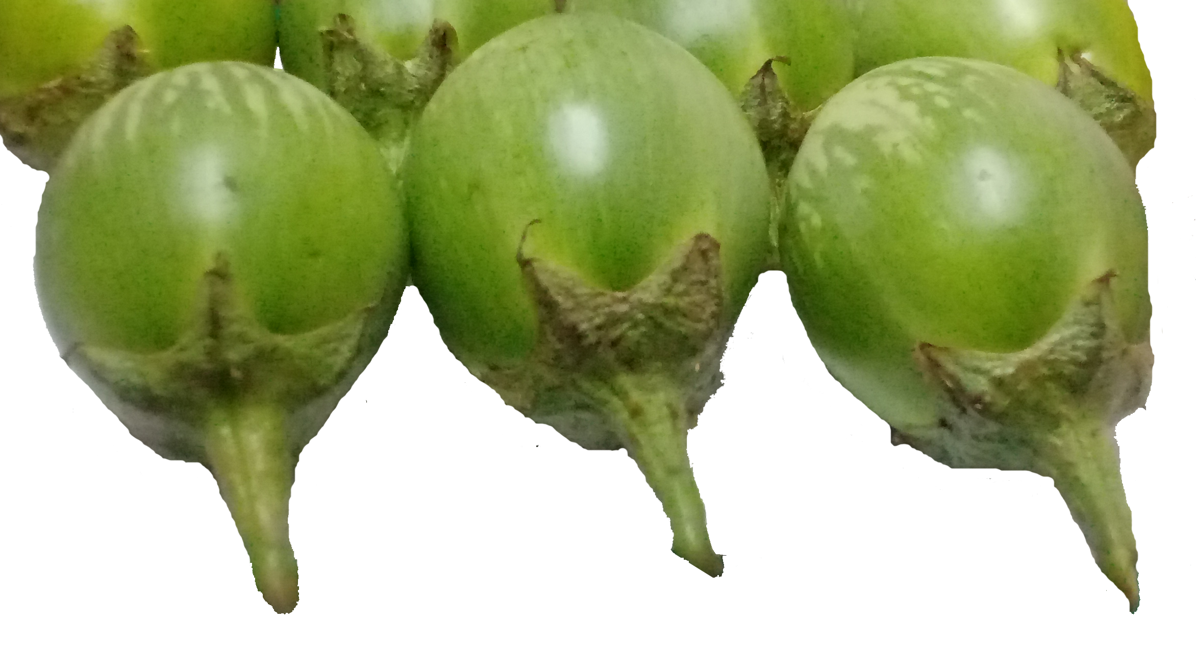 Brinjal