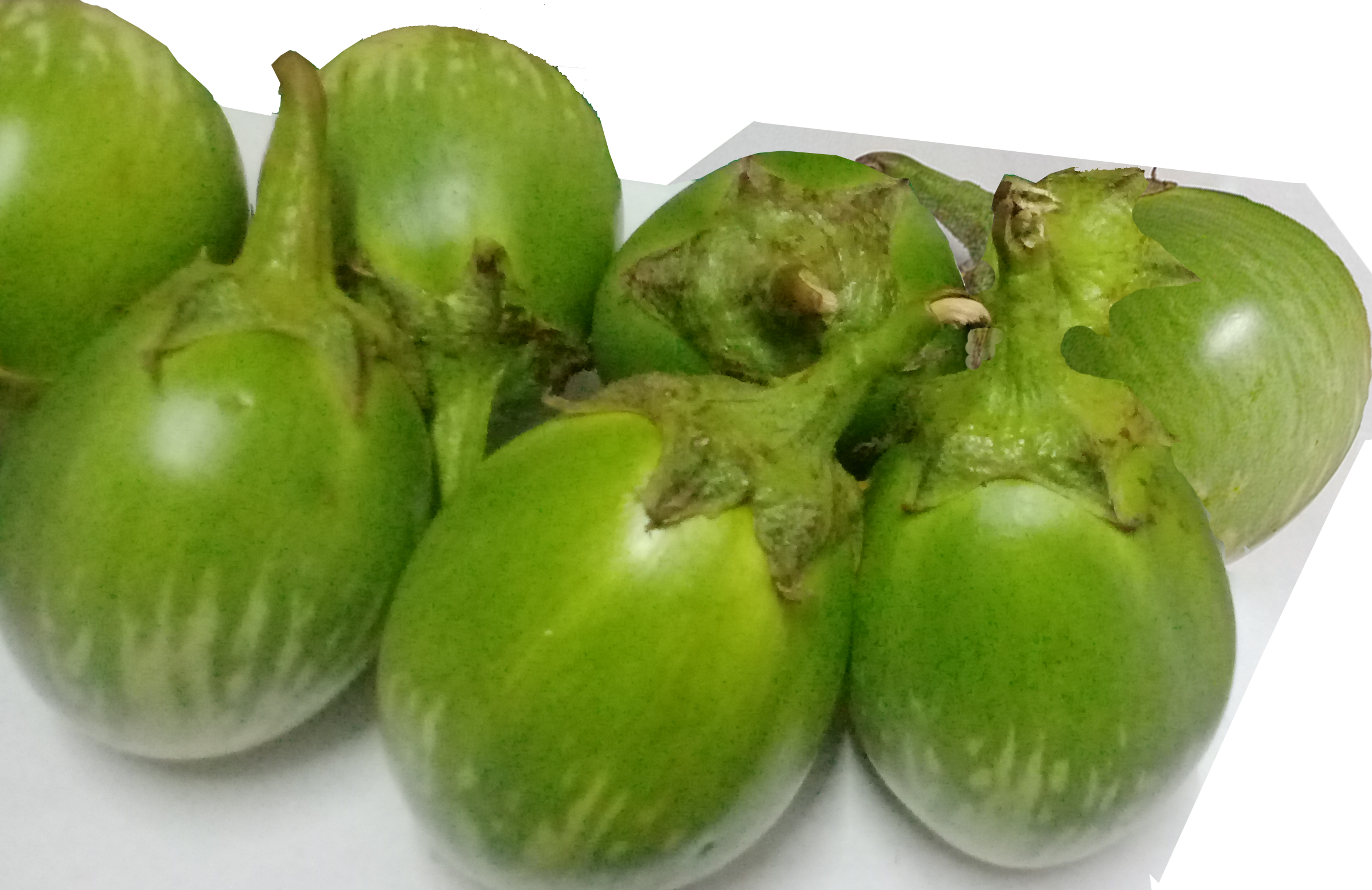Brinjal