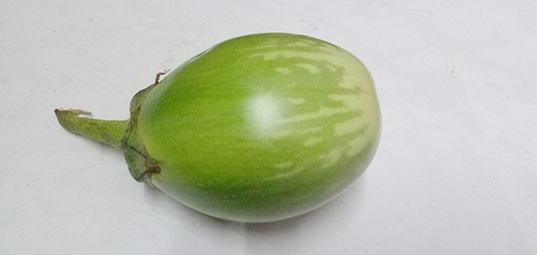 Brinjal