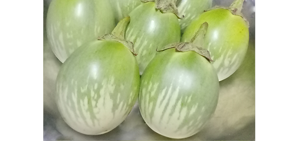Brinjal
