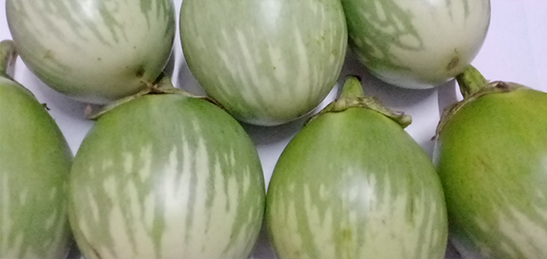 Brinjal