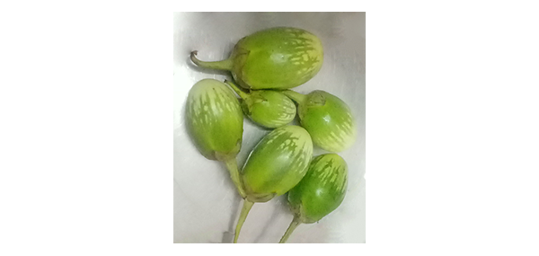 Brinjal