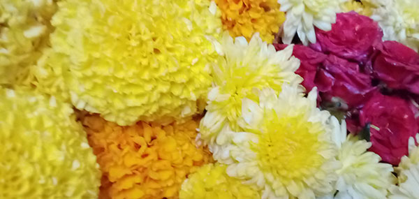 Chamanthi,redrose,Banthi flowers