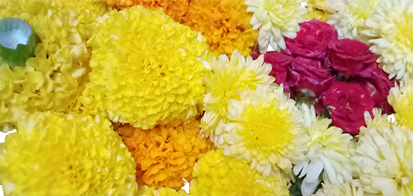 Chamanthi,redrose,Banthi flowers