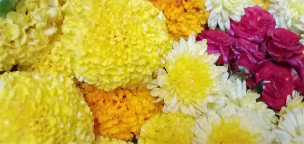 Chamanthi,redrose,Banthi flowers