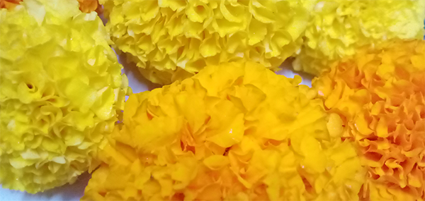 Banthi flowers