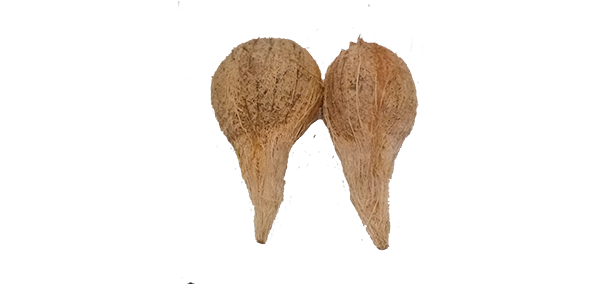 coconut, flowers and fruits