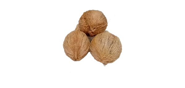coconut
