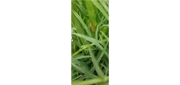 Grass