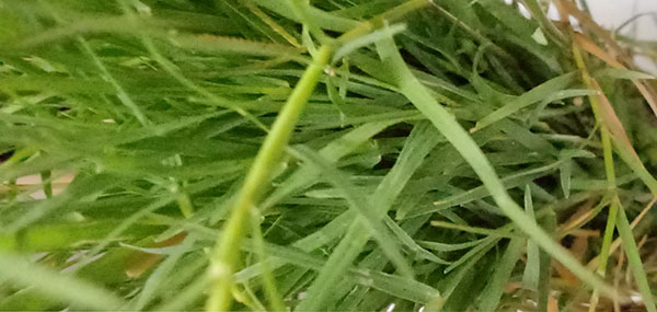 Grass