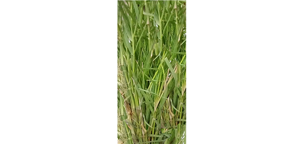Grass