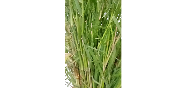 Grass