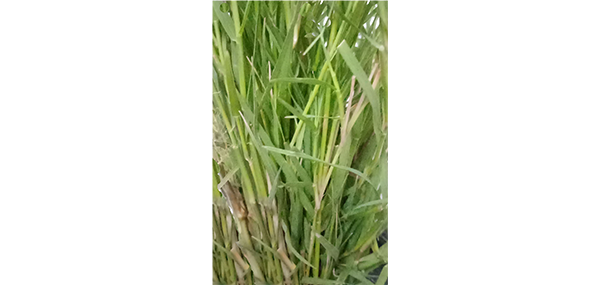 Grass