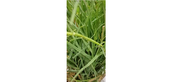Grass