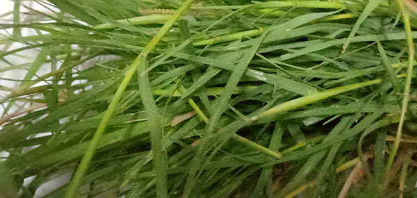 Grass
