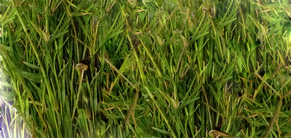 Grass