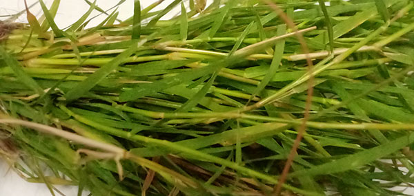 Grass