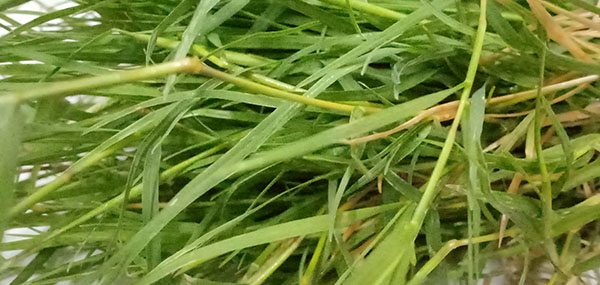 Grass