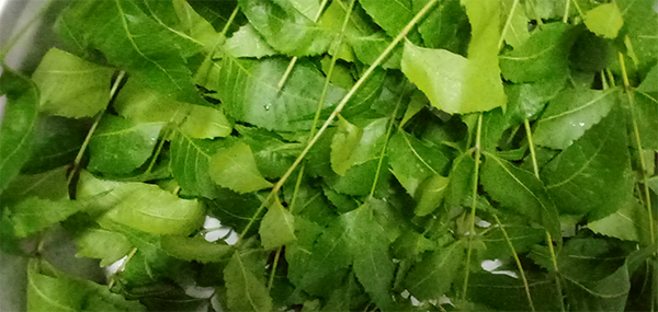 Neem tree leaves