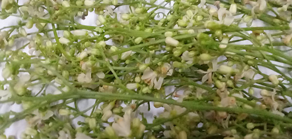 Neem tree flowers
