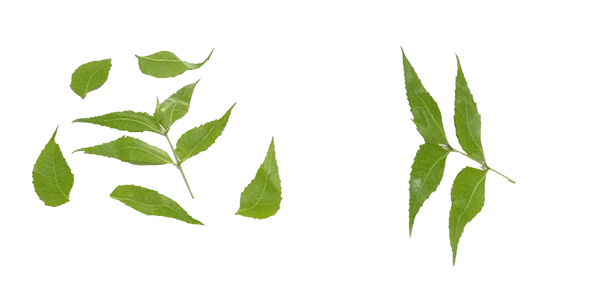 Neem tree leaves