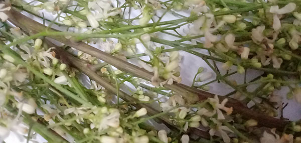 Neem tree flowers