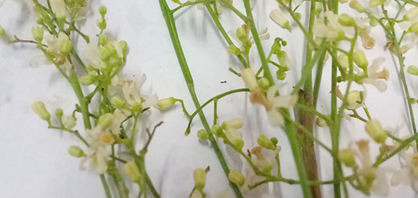Neem tree flowers