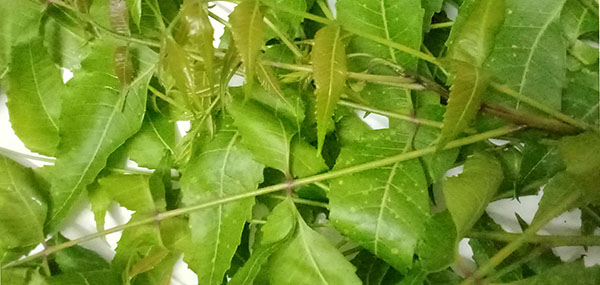 Neem tree leaves