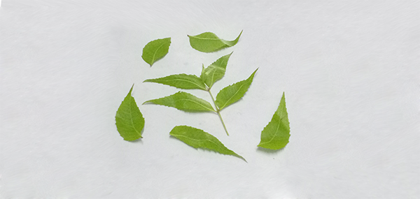 Neem tree leaves